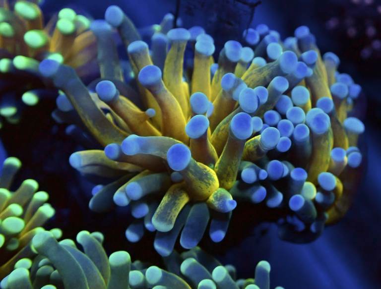 LOADS of Corals: LPS, SPS, Soft plus clean up crew available in SR67PR!