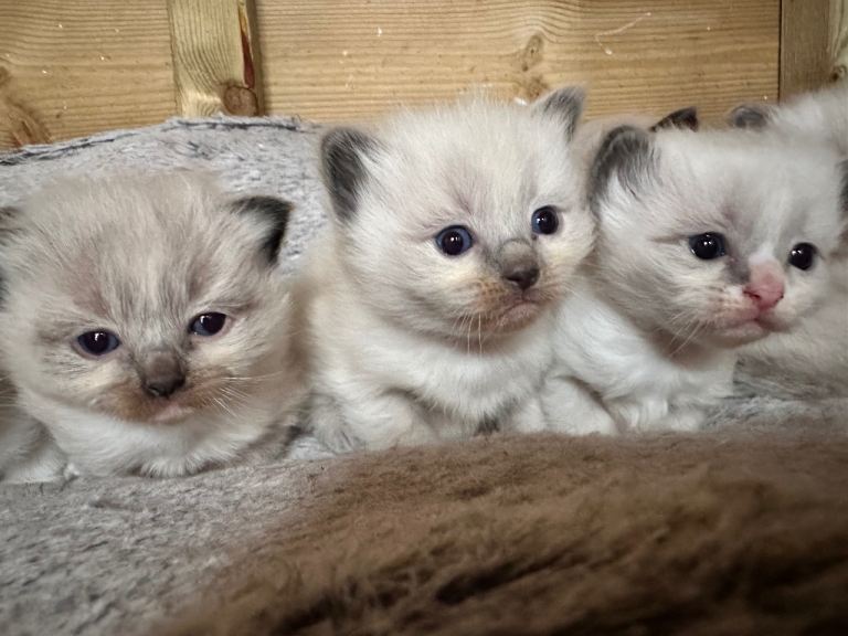 Ragdoll kittens 2 boys left! 