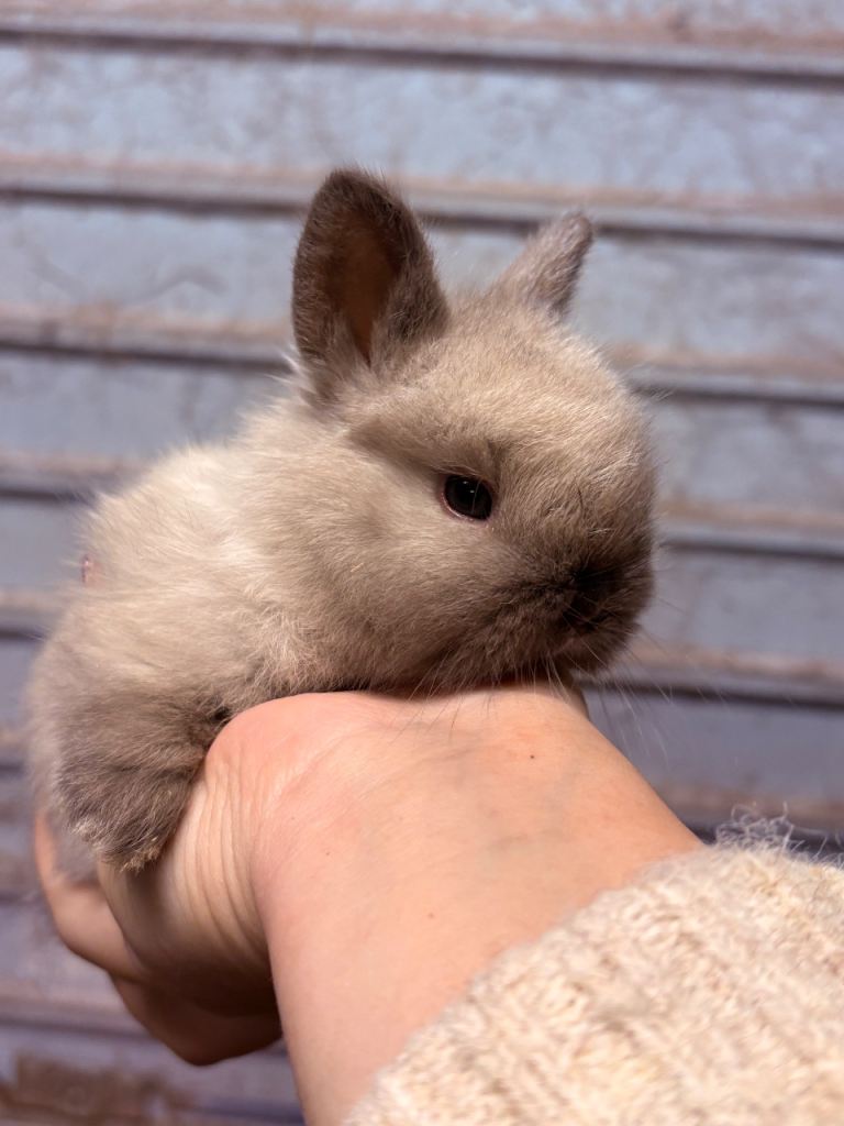 Lionhead rabbits/bunnys - reservation only 