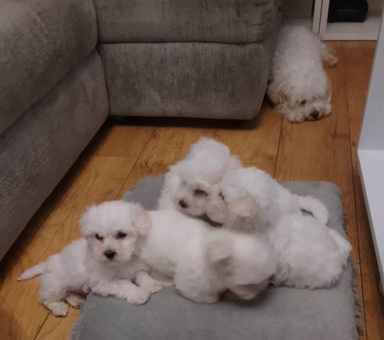 Maltese Puppies 