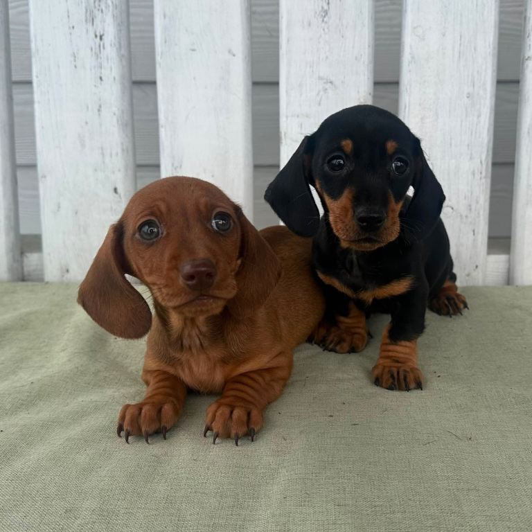 Mini dachshund pups 