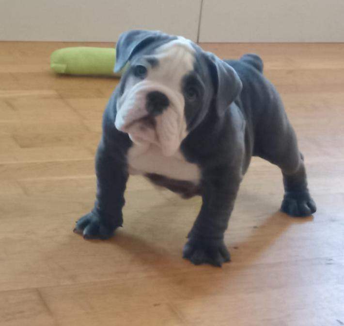 English bulldog for sale 