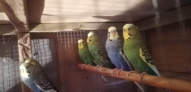 Budgies/ cockatiels 