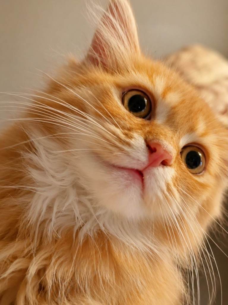 Beautiful Chinchilla Persian Kitten – Very Fluffy & Playful