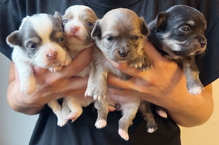 Chihuahua Puppies