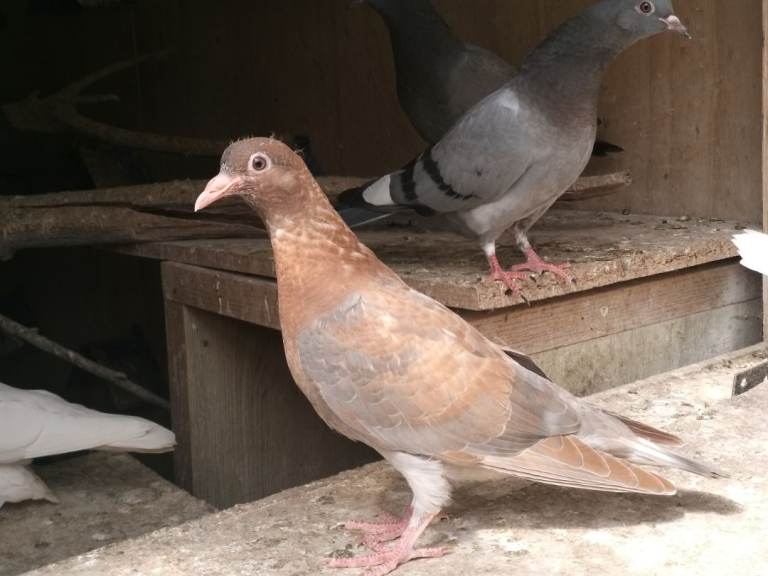 5 Pigeons for sale 