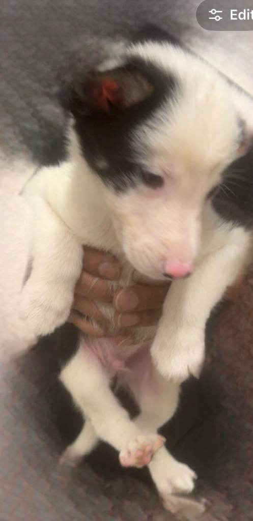 5 Pedigree Border Collie puppies 