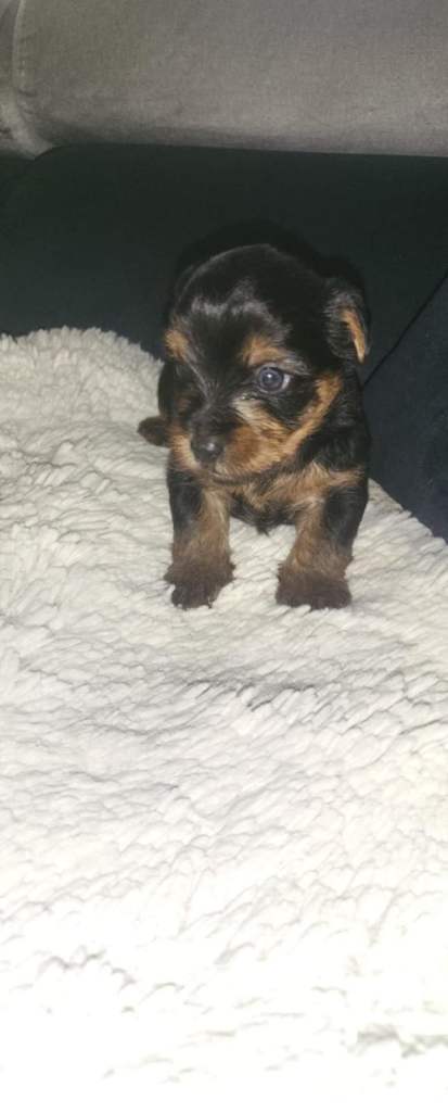 Beautiful Yorkie puppies 