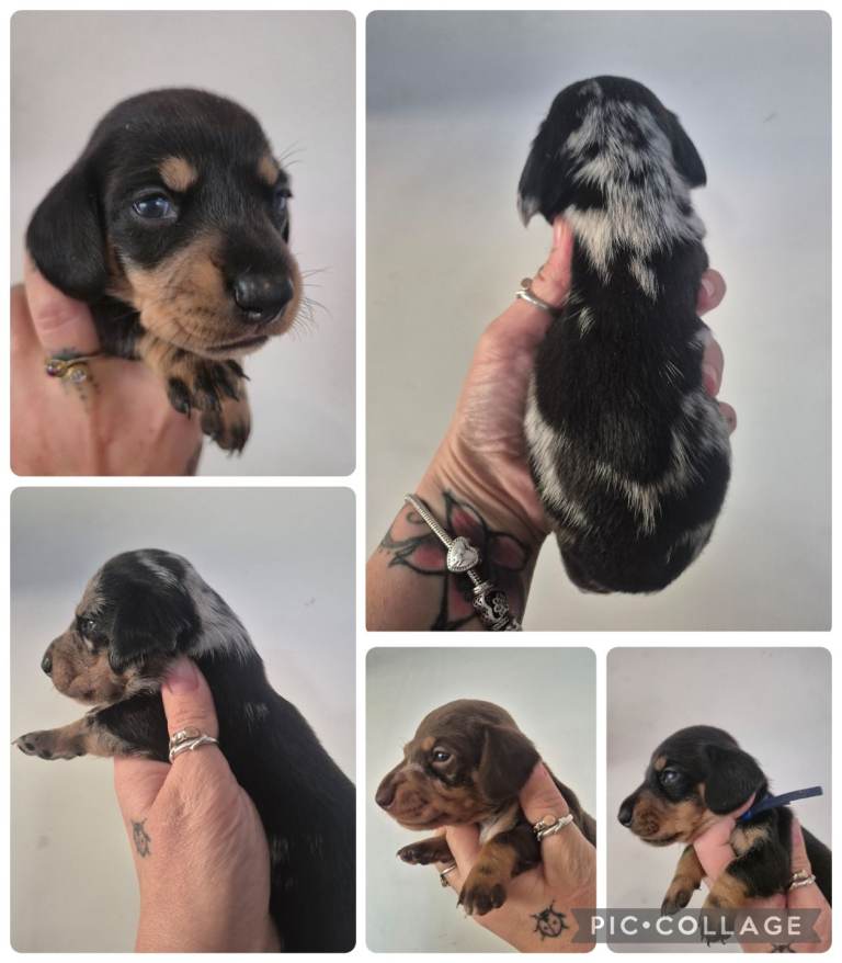 PRA CLEAR MINIATURE DACHSHUND PUPPIES