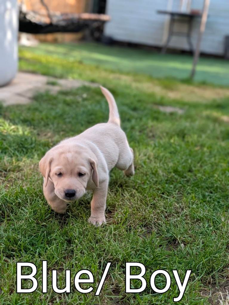 Red Fox and White (Yellow) Labrador Puppies For Sale 