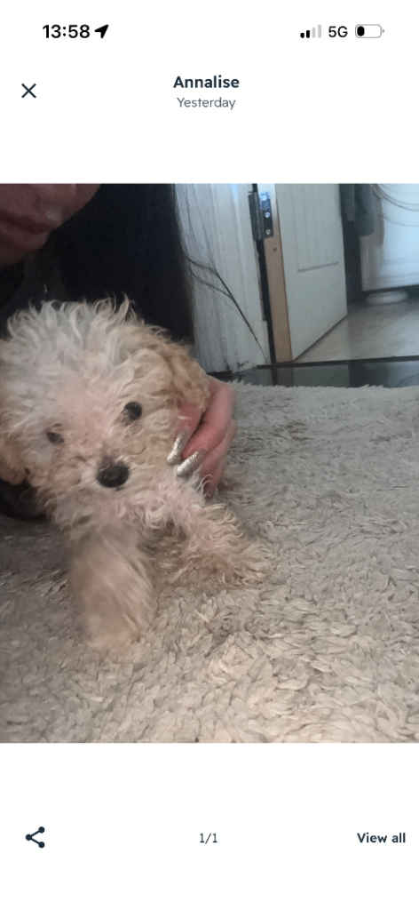 10 weeks old super tiny toy poodle 