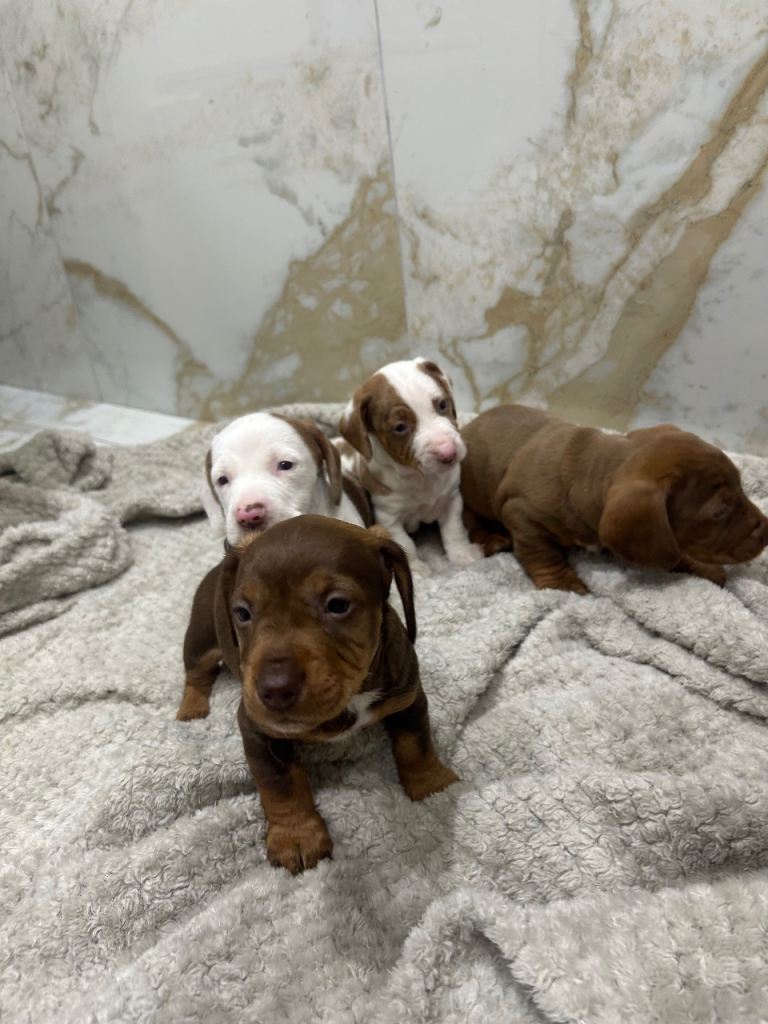 Miniature dachshund puppies 