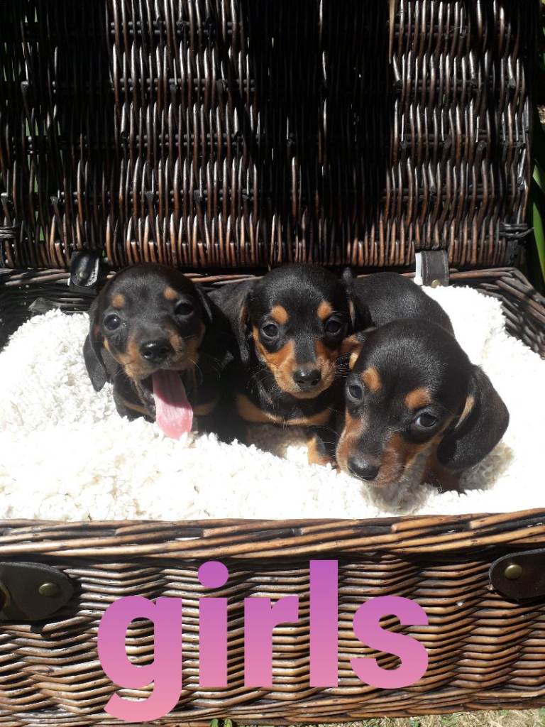 *MINIATURE ORIGINAL DACHSHUNDS*