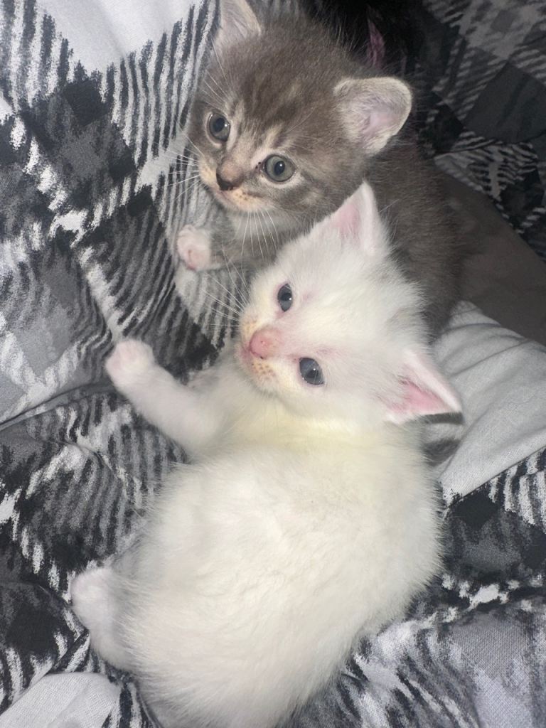 2 mixed British shorthair kittens