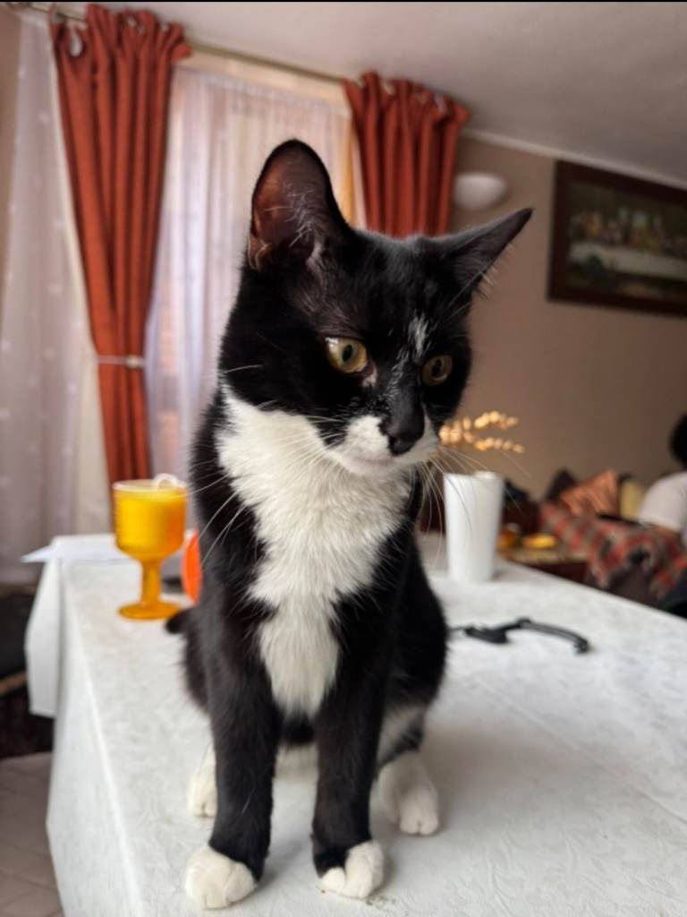 8 month old kitten(half maine coon)