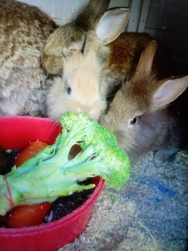 Babylion head bunnies 