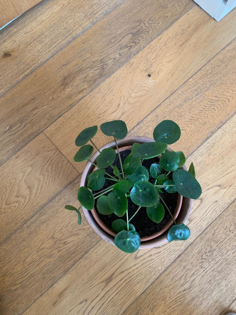 Chinese money plant - Pilea 