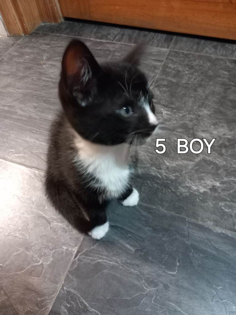 Kittens for sale 