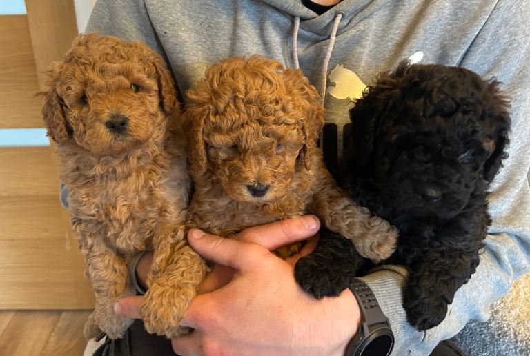 Miniature purebred poodles