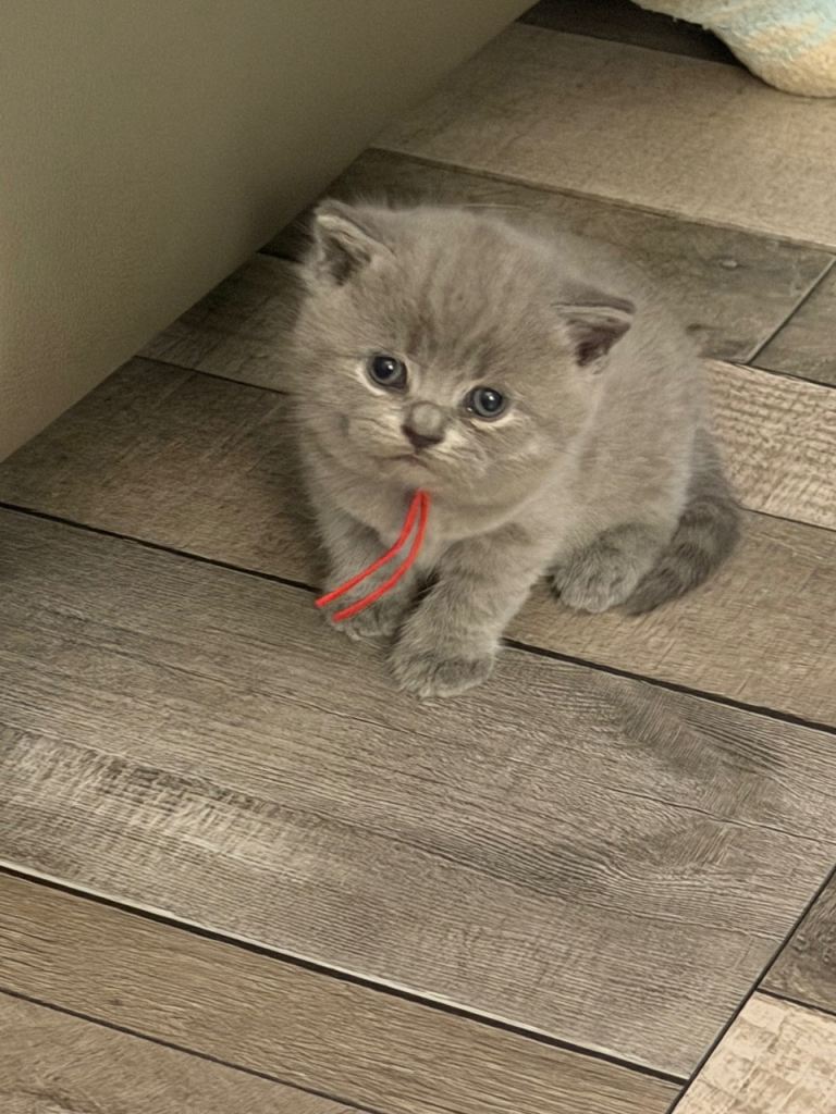 Beautiful British Shorthair litter!!! 