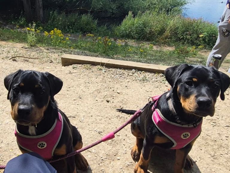 2 Female rottie puppies 