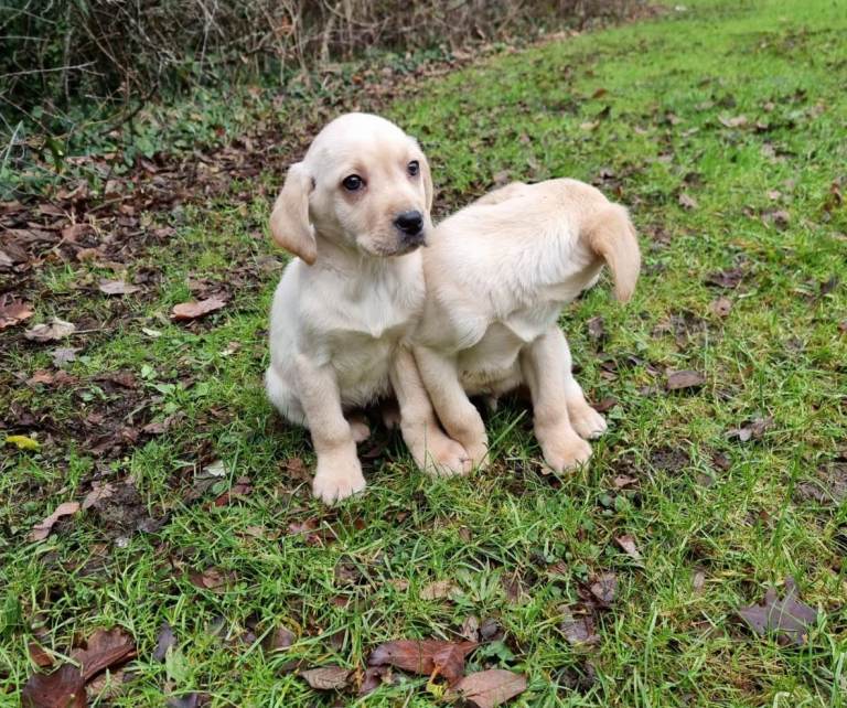 Labrador puppies 