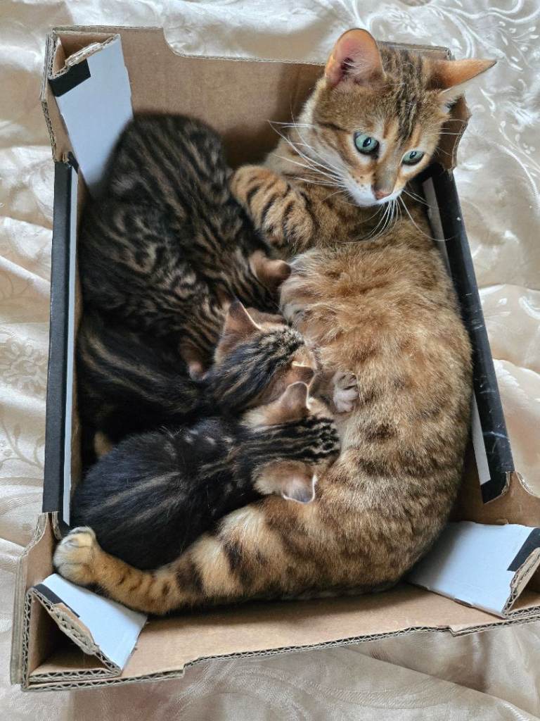 Mixed bengal clubs 
