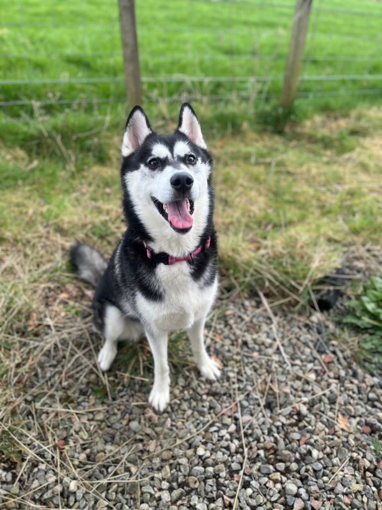 Siberian Husky