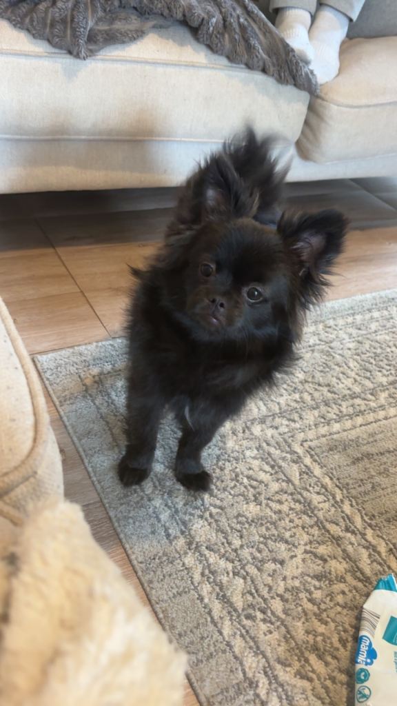 Pom/pug 
