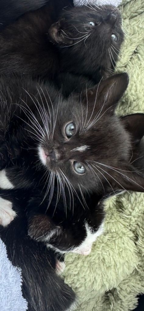 Adorable ragdoll/bombay kittens looking for their forever home 