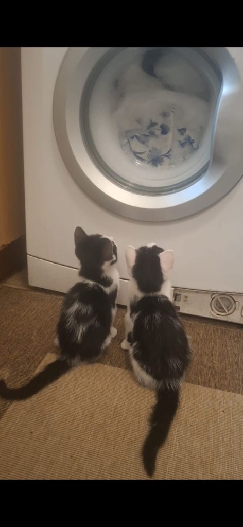 Available 2 male kittens to loving families 