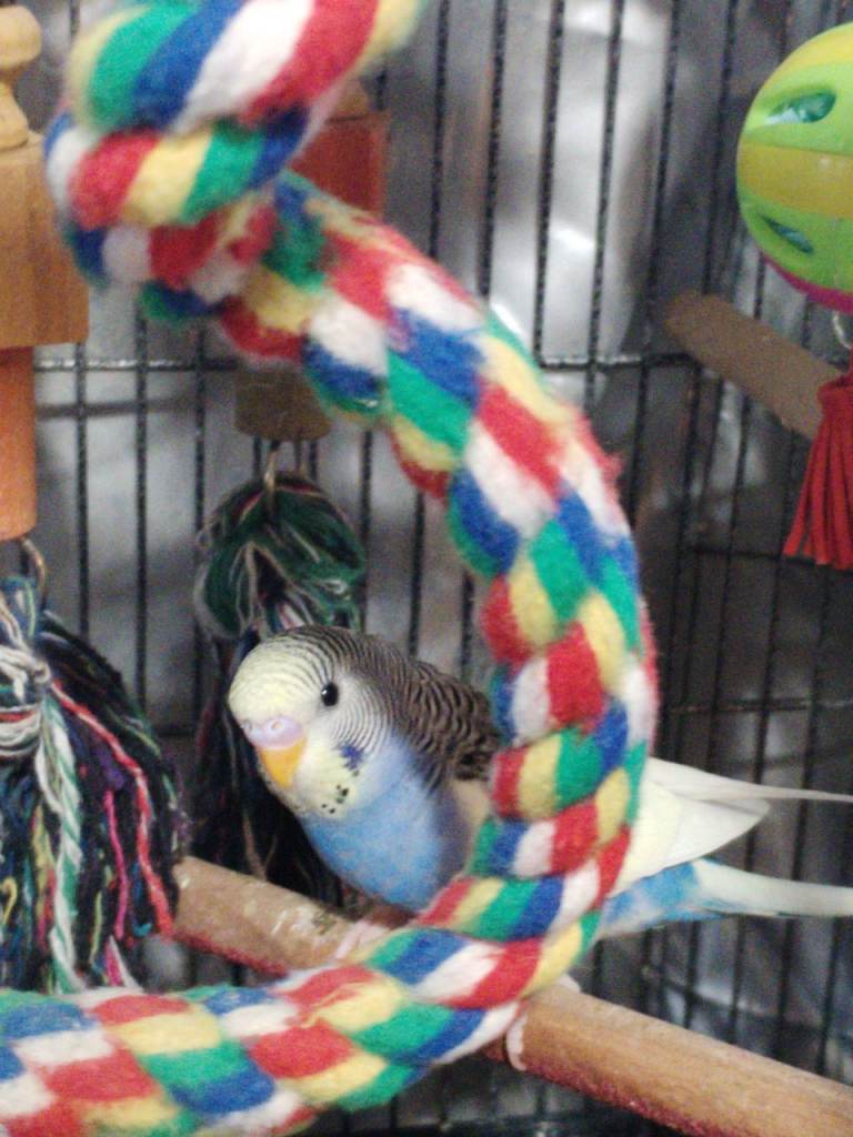 Beautiful baby budgies 