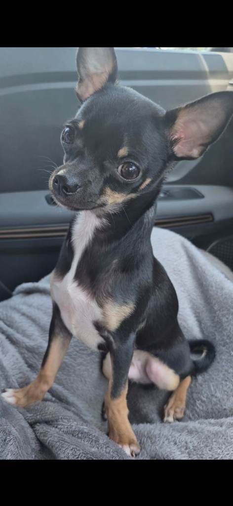 Chihuahua male puppy 