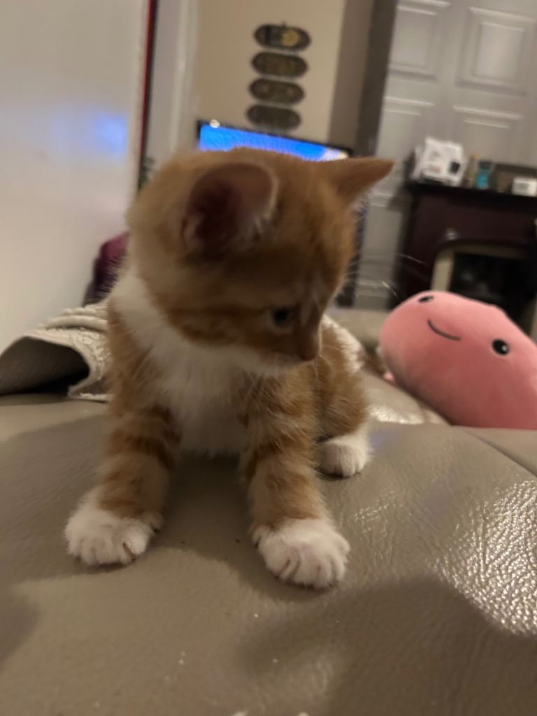 Ginger kitten