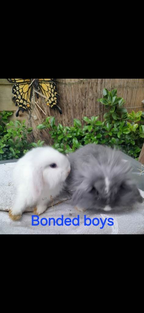 MIXED COLOURS*BLUE & BROWN EYED DOUBLE MANED LIONHEAD x CASHMERE MINILOPS