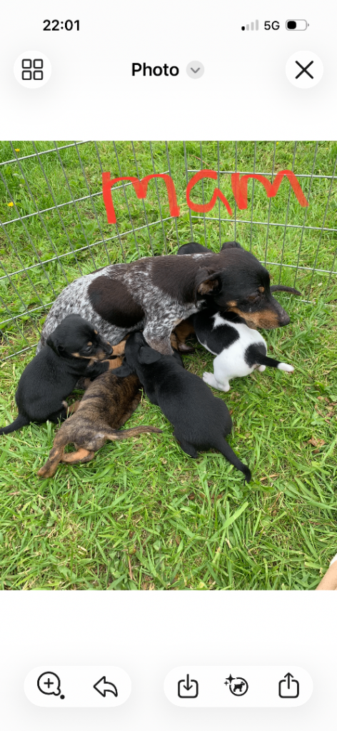 Jack Russel / dachshund