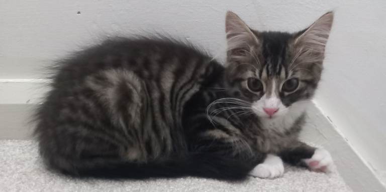 Beautiful tabby boy kitten for sale