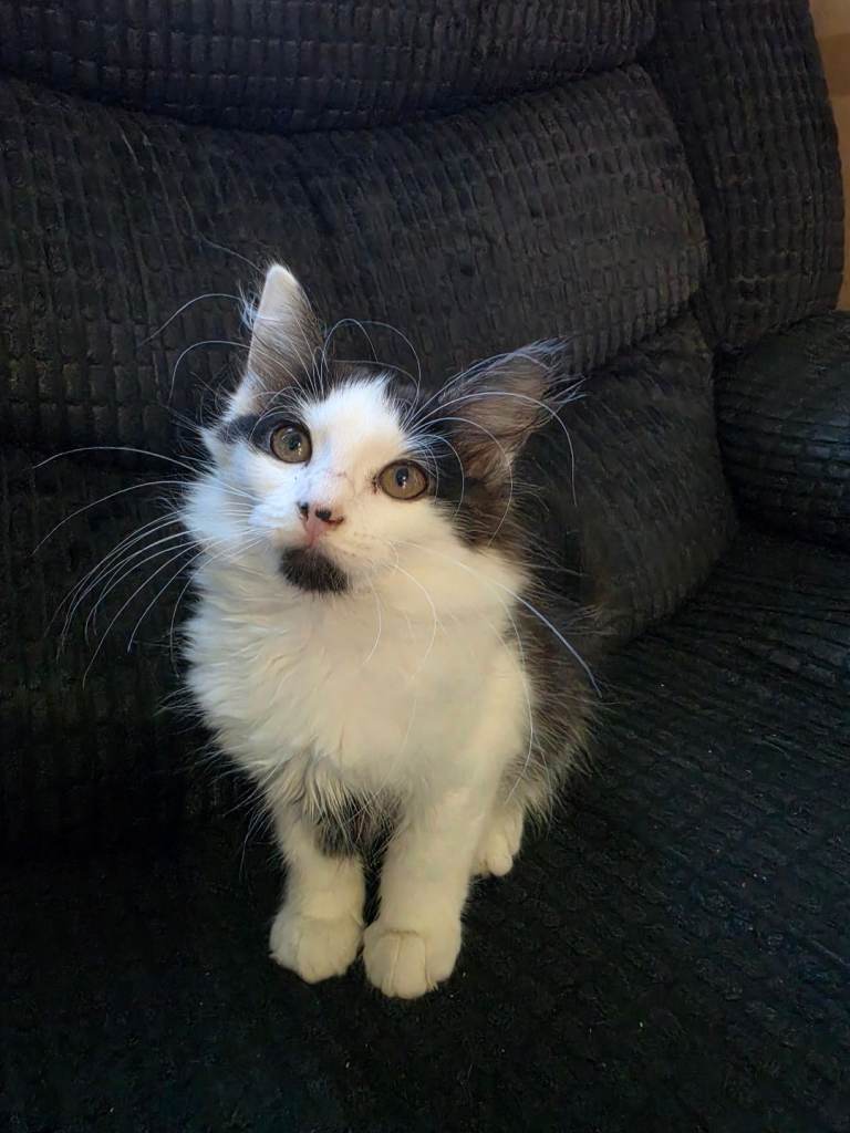 2 girl kittens for sale 