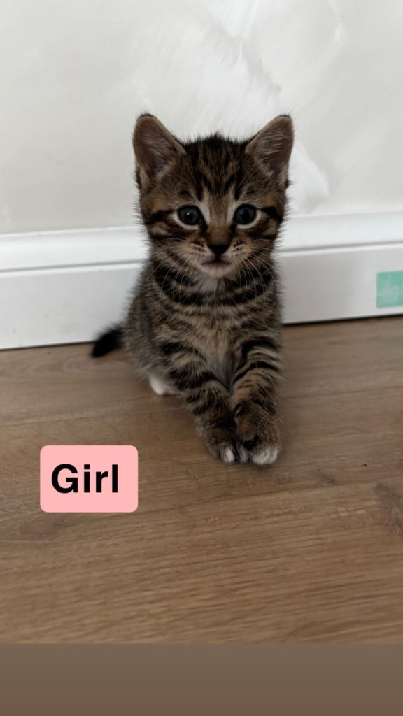 Four 1/2 British short hair kittens 