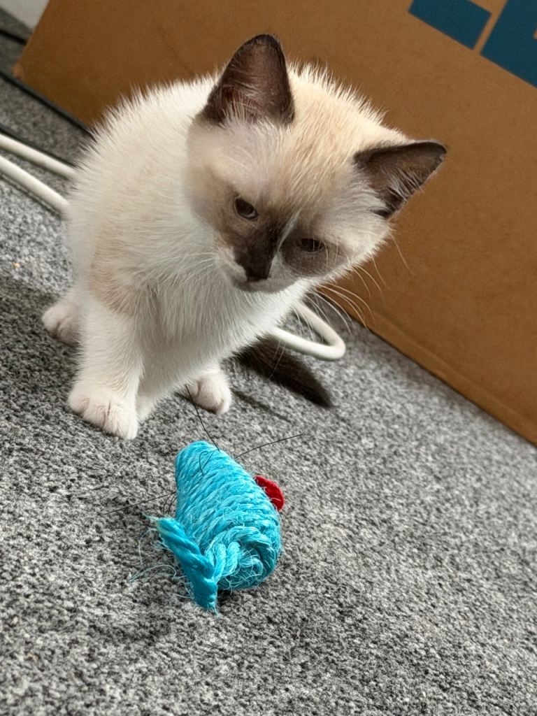 Ragdoll mix male kitten