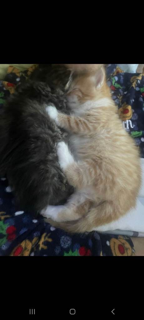 Half maine coone kitten