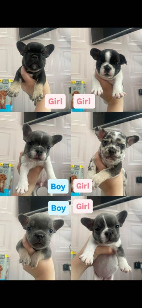 French bulldog puppys boy girl ready to leave dwkc reg