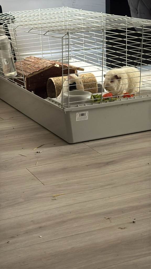 2 Female Guinea Pigs