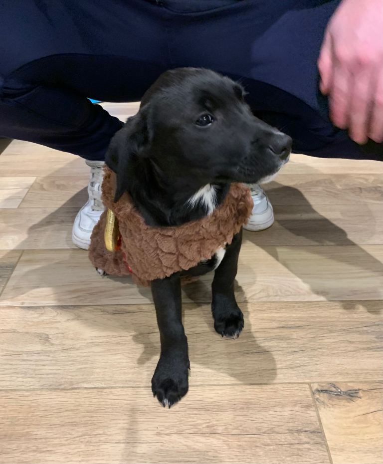 Staffordshire bull terrier x lab pups