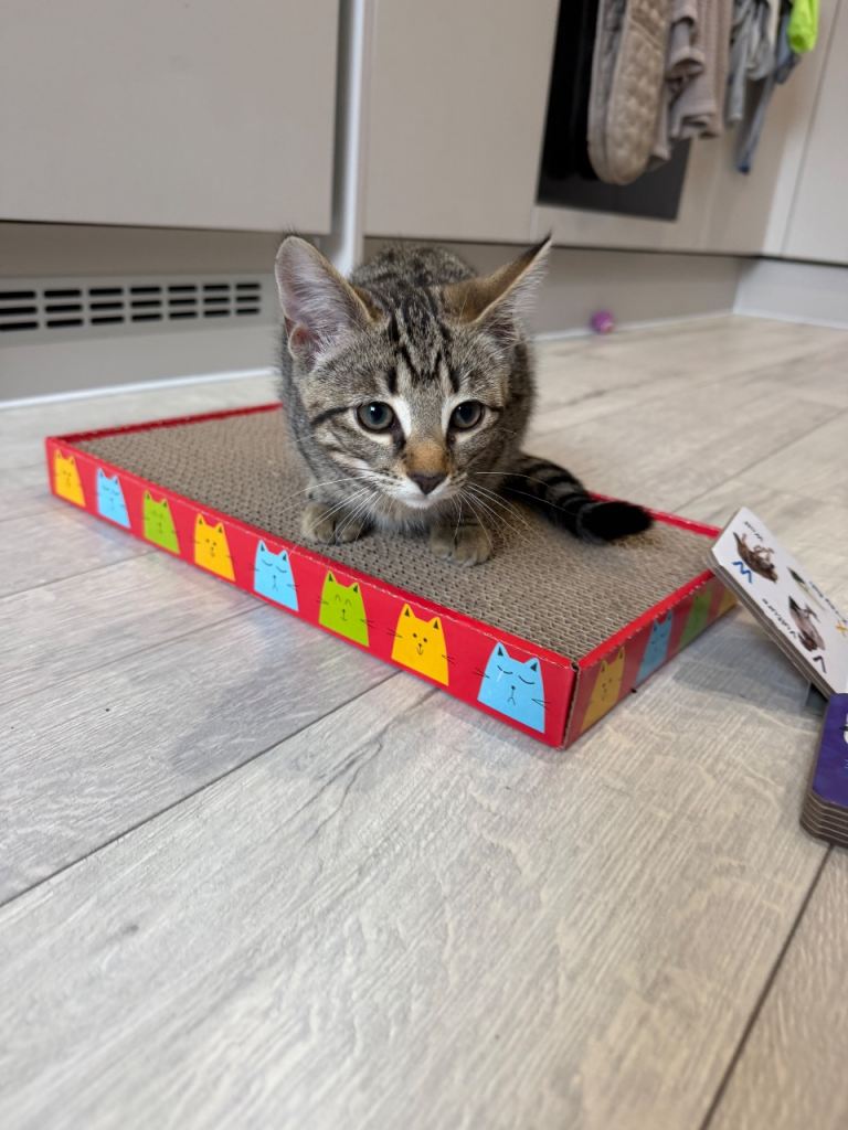 3 MONTH OLD KITTEN
