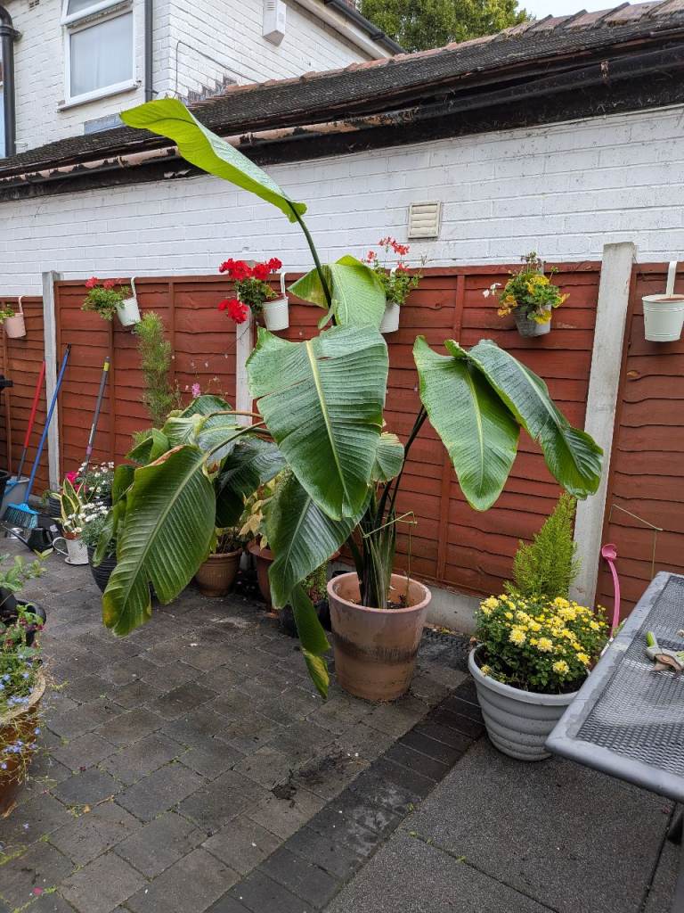 Large Strelitzia Nicolai (Bird of Paradise) Plant in Terracotta Pot