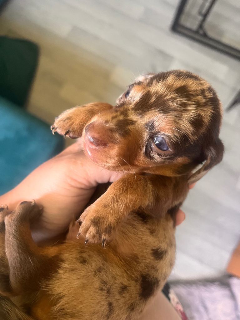 Beautiful miniature kc dachshund puppies
