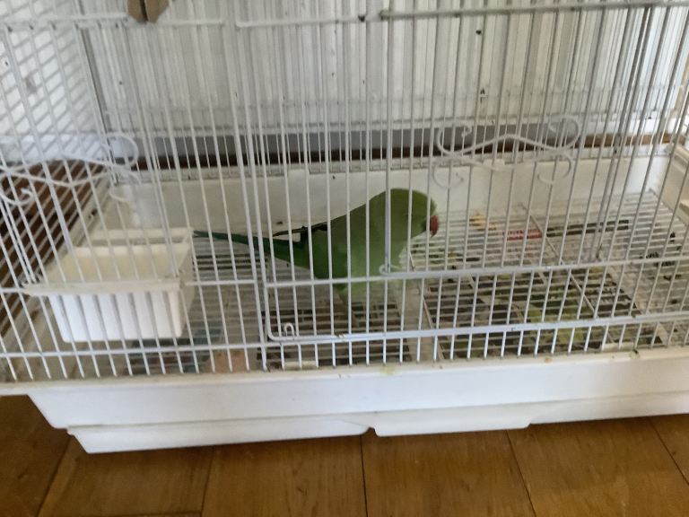 I have a Indian ring, Nick for sale 