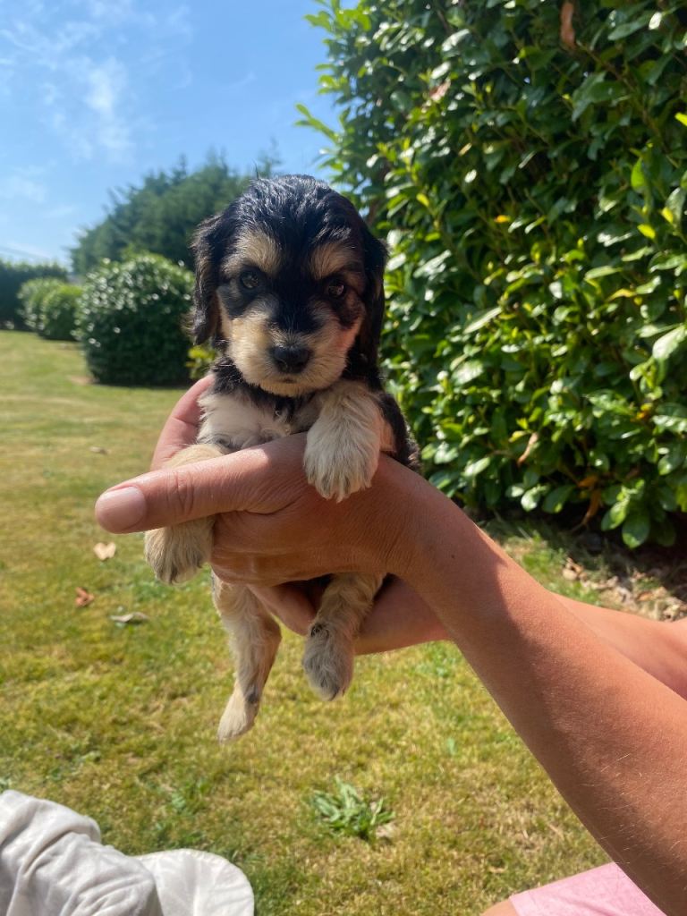 COCKAPOO PUPPIES 