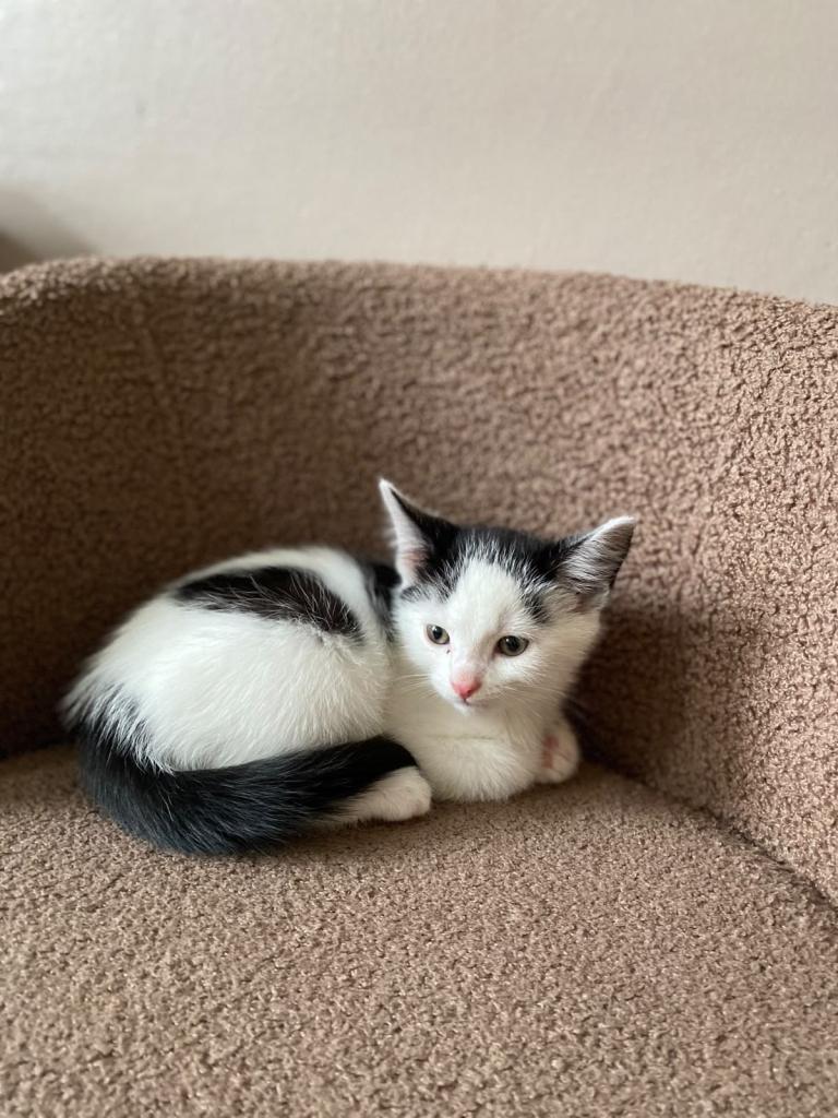 Adorable kitten 